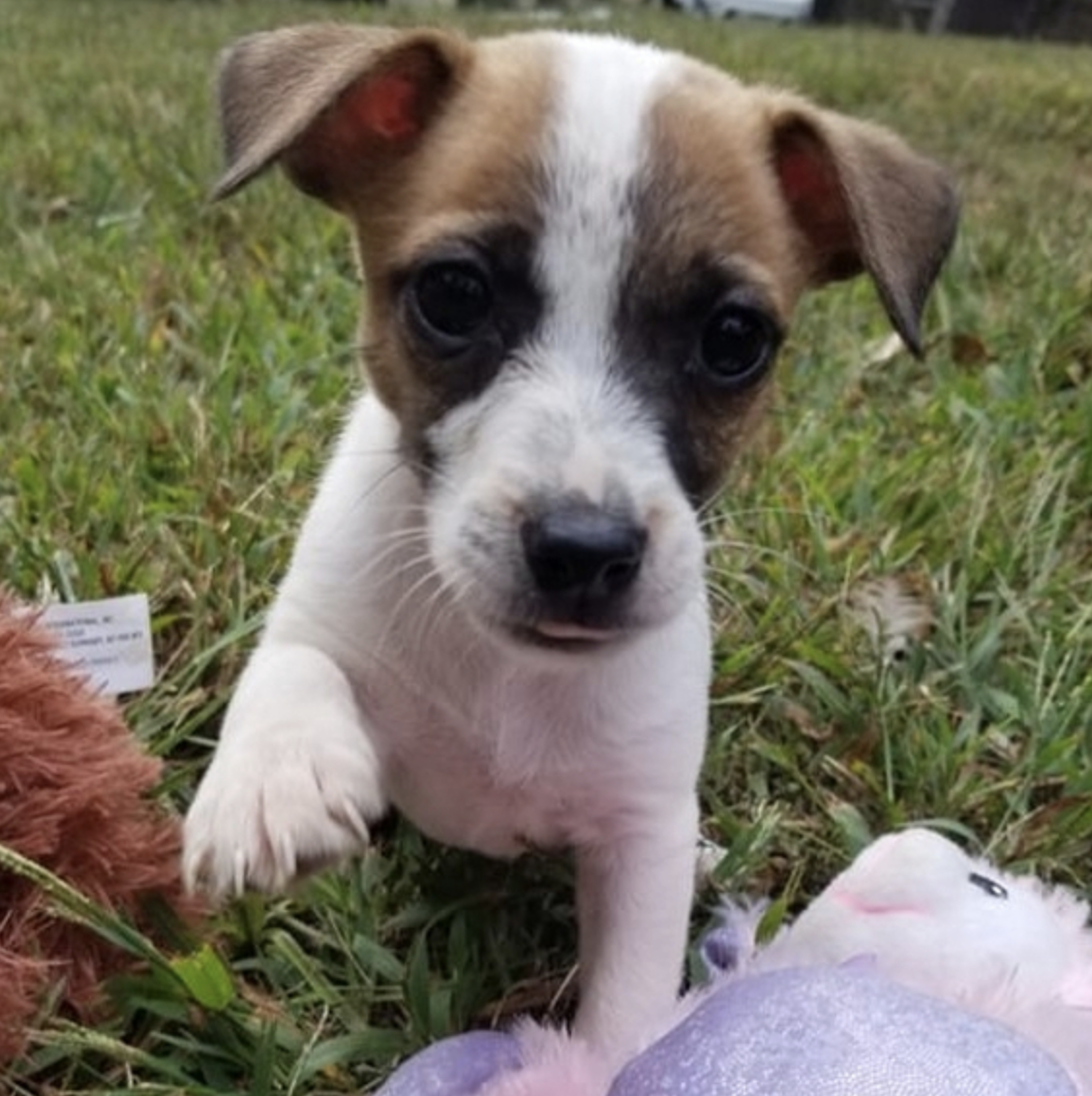 comprar cachorros sanos, baratos y asequibles para la venta